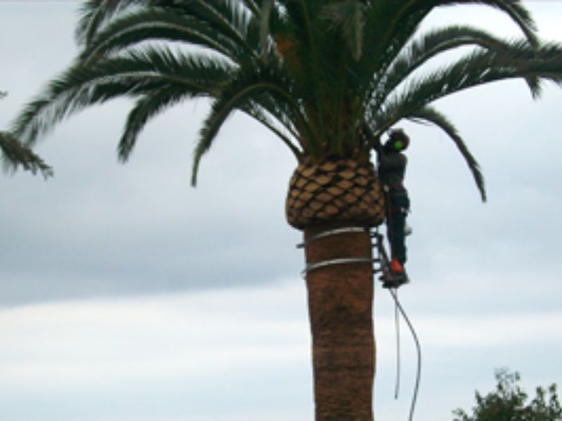 Poda de una palmera de gran altura